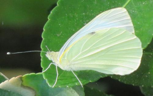 Réf. 295 457 : Pieris brassicae